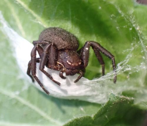 Xysticus_sl sp.